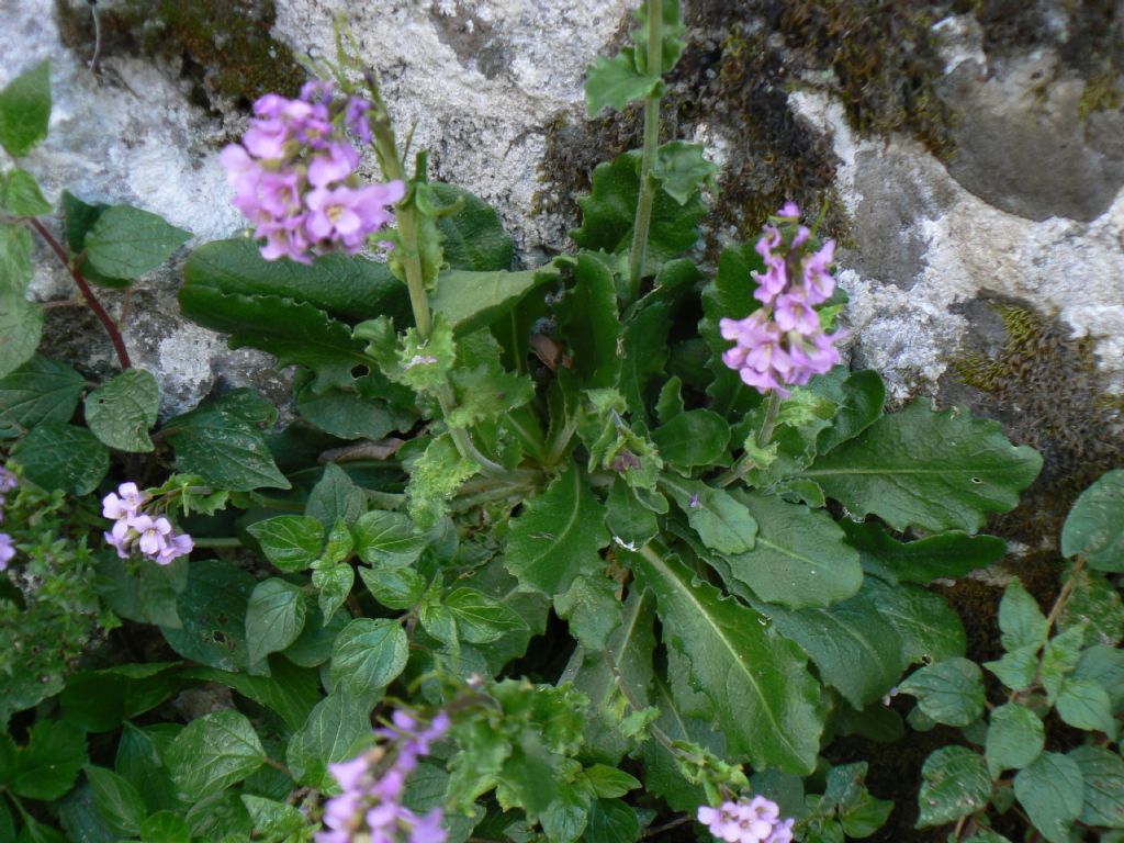 Arabis collina subsp. rosea / Arabetta rosea